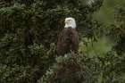 Bald eagle perched along Alagnak River, Alaska. Art Print